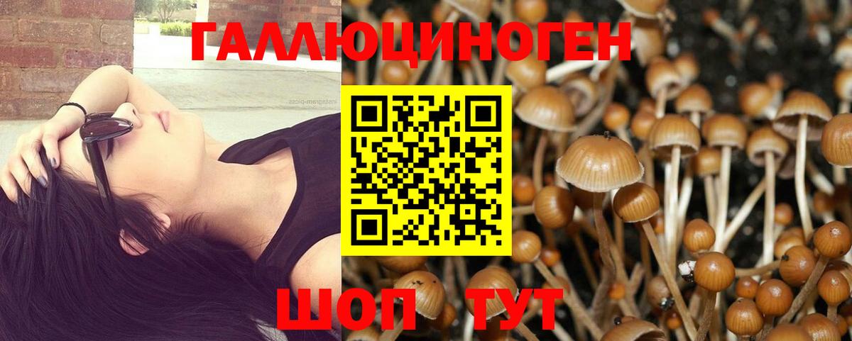 Галлюциногенные грибы Psilocybine cubensis Камышин
